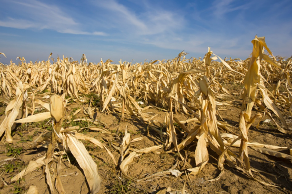 Photo: If the world is to be free of hunger and malnutrition in accordance with the 2030 UN Sustainable Development Goals, actions to strengthen the resilience and adaptive capacity of food systems must be rapidly implemented in order to adapt to climate change. Research launched by J-WAFS seeks to map out the most strategic ways that research can be used to ensure a global transition toward food-system sustainability. (Source: MIT) Corn dried_WEB.jpg