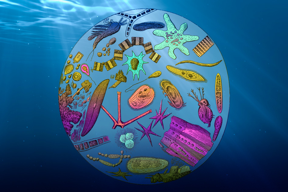 MIT climate scientists have found that the ocean’s export efficiency, or the fraction of total plankton growth that is sinking to its depths, is decreasing, due mainly to rising global temperatures. (MIT News) MIT-OceanCarbon.jpg