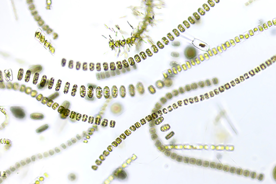 Marine phytoplankton. Photo by Stephanie Anderson Phytoplankton2_WEB.jpg