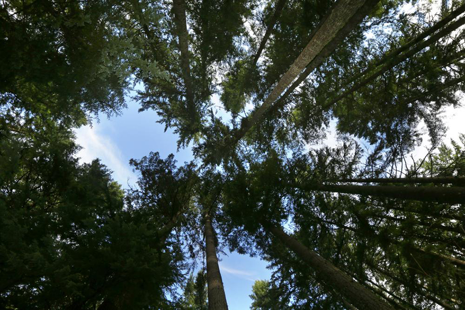 FILE - Trees grow on forest land adjacent to Mount Rainier National Park on Monday, Nov. 23, 2015, near Ashford, Wash. The land is part of a project of 520 acres on private timberland that allows a private nonprofit to sell "carbon credits" to individuals and companies who are hoping to offset their carbon footprints. According to a report by the NewClimate Institute released on Monday, Feb. 7, 2022, many of the world's largest companies are failing to take significant enough steps to meet their pledges to achieve zero net carbon emissions in the coming years. (AP Photo/Ted S. Warren) Reilly_AP_WEB.jpg