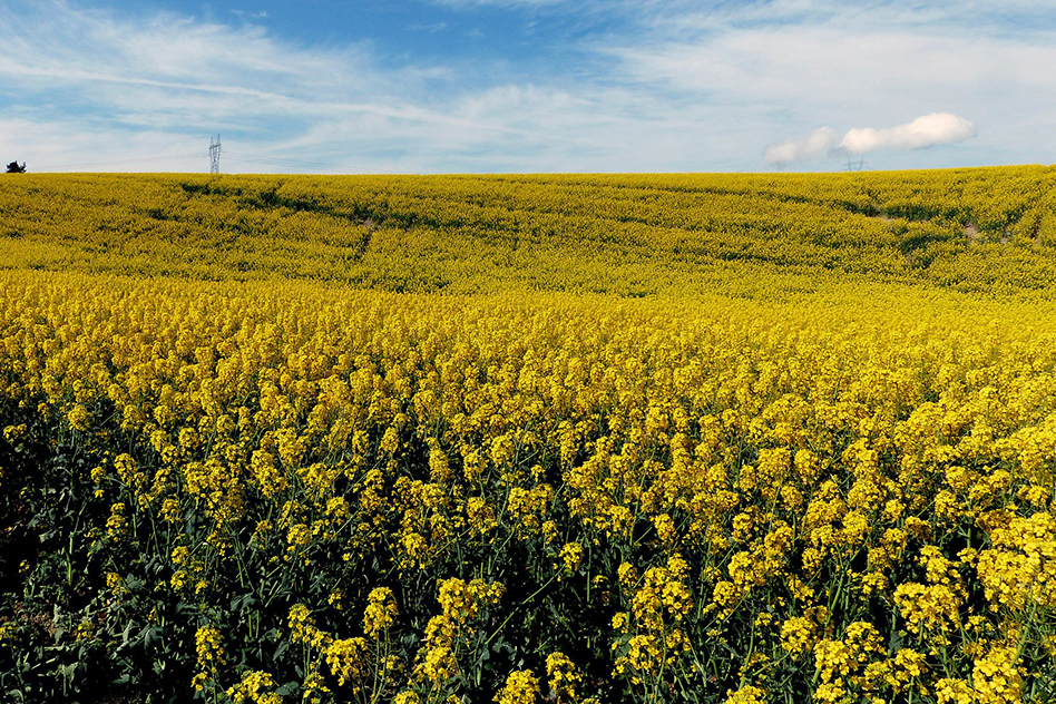 Future Renewable Diesel Plant Will Turn Food Crops Into Fuel MIT   Reilly NatObs 