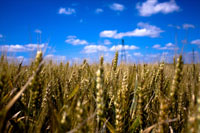 corn field thumb