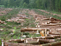 deforestation