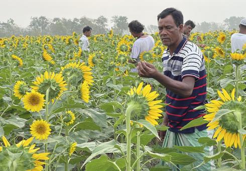 International nonprofit BRAC is working with farmers to pilot salinity-resilient sunflower seeds for oil production in southwestern Bangladesh, in fields that have been fallow during one of the growing seasons due to salinity intrusion. Photo courtesy of BRAC. Sunflowers_CREWSnet_2023_WEB.jpg