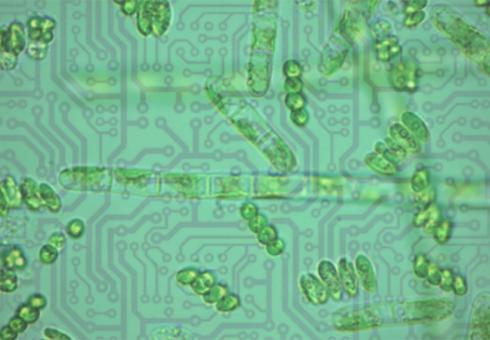 phytoplankton-chips-darwin-project-mit-00_0_WEB.jpg 