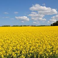 Biofuels