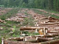 deforestation