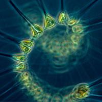 Phytoplankton