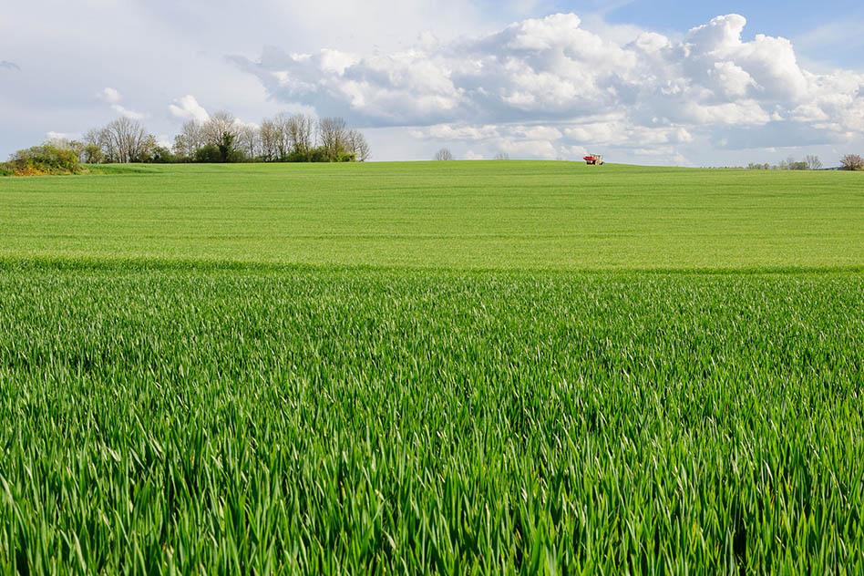 Wheat field in Burgundy, France (Source: Myrabella) Blanc_AFM_Photo.jpg