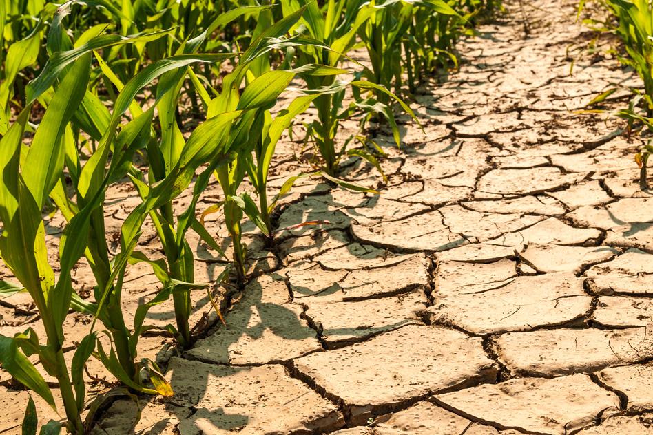 MIT scientists have found that climate change will likely worsen drought conditions in parts of Africa, dramatically reshaping the production of maize throughout sub-Saharan Africa as global temperatures rise over the next century. MIT-Maize-Drought.jpg